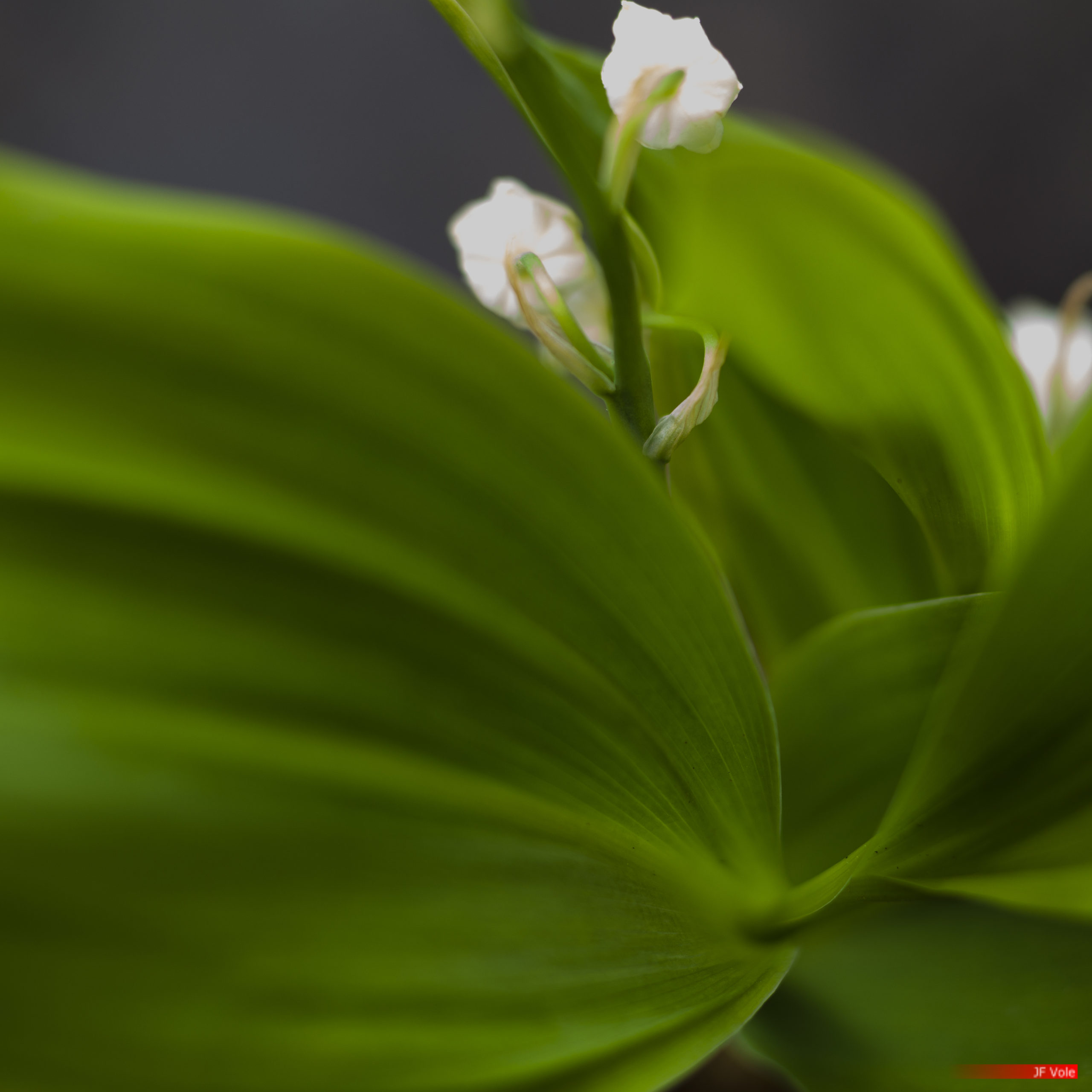 Lily of the valley at home studio, Marseille, may 2021.